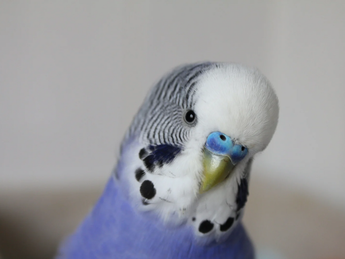 Purple Parrots - Do They Exist?