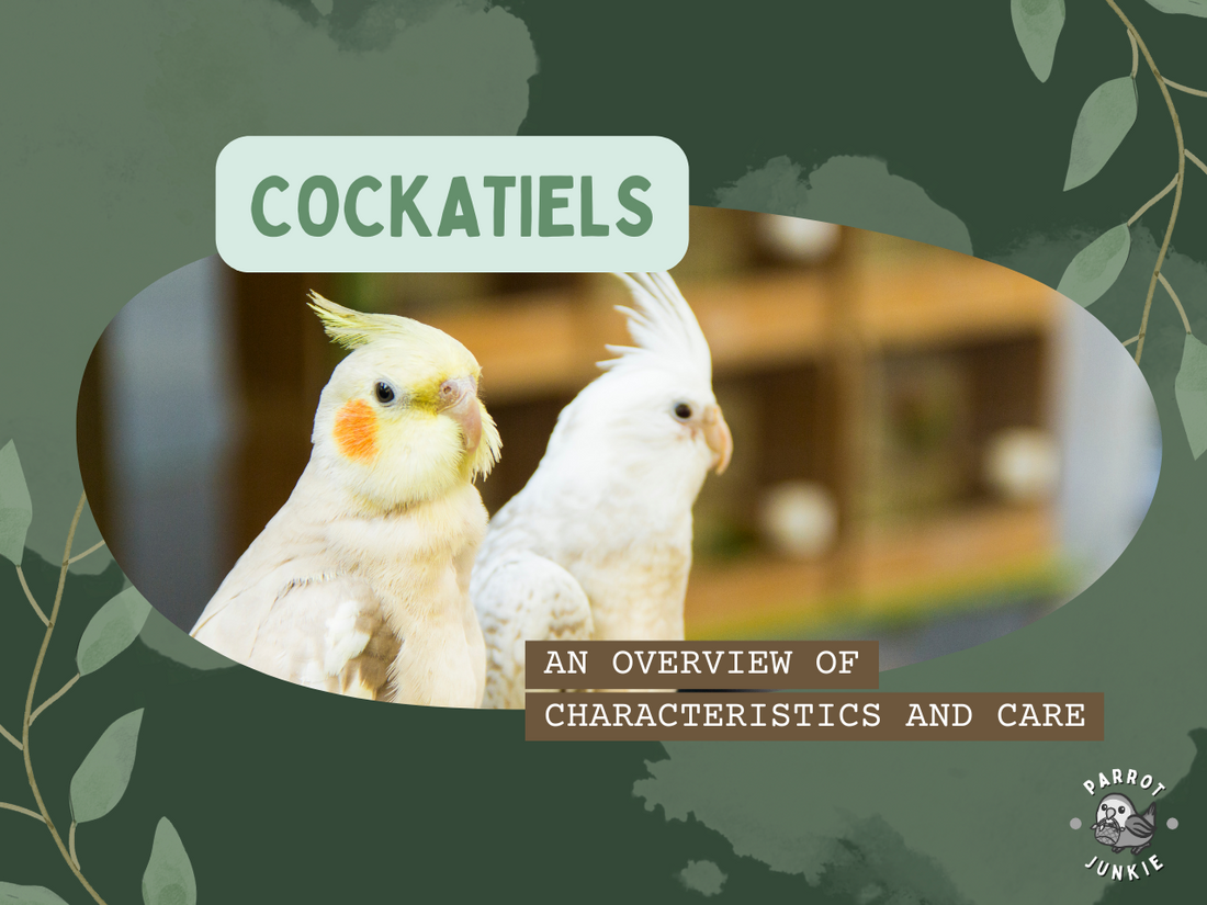 Cockatiels – An Overview of Characteristics and Care