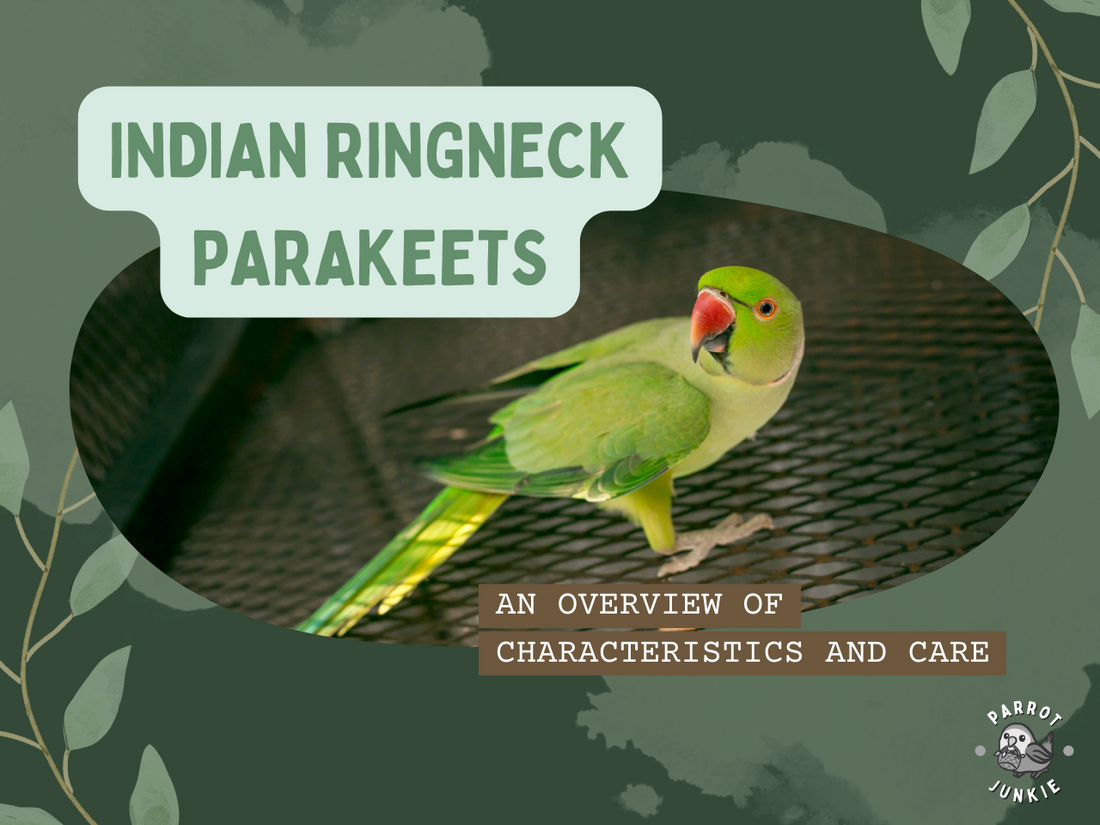 indian ringneck green