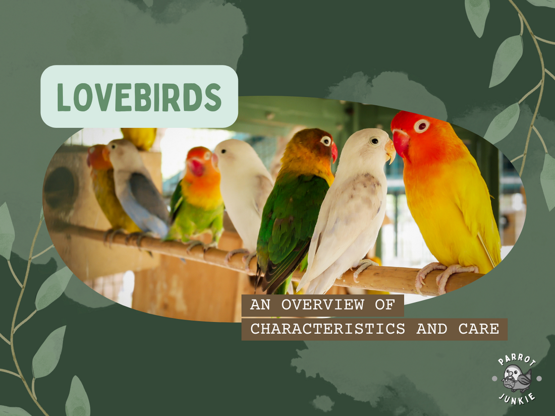 Lovebirds – An Overview of Characteristics and Care