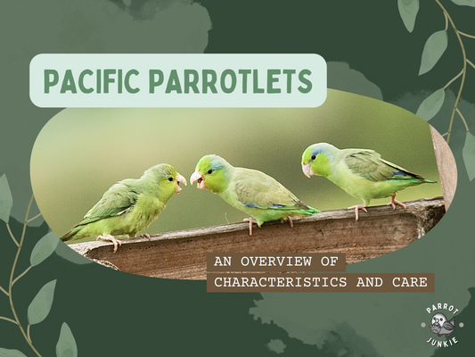 Pacific Parrotlets – An Overview of Characteristics and Care