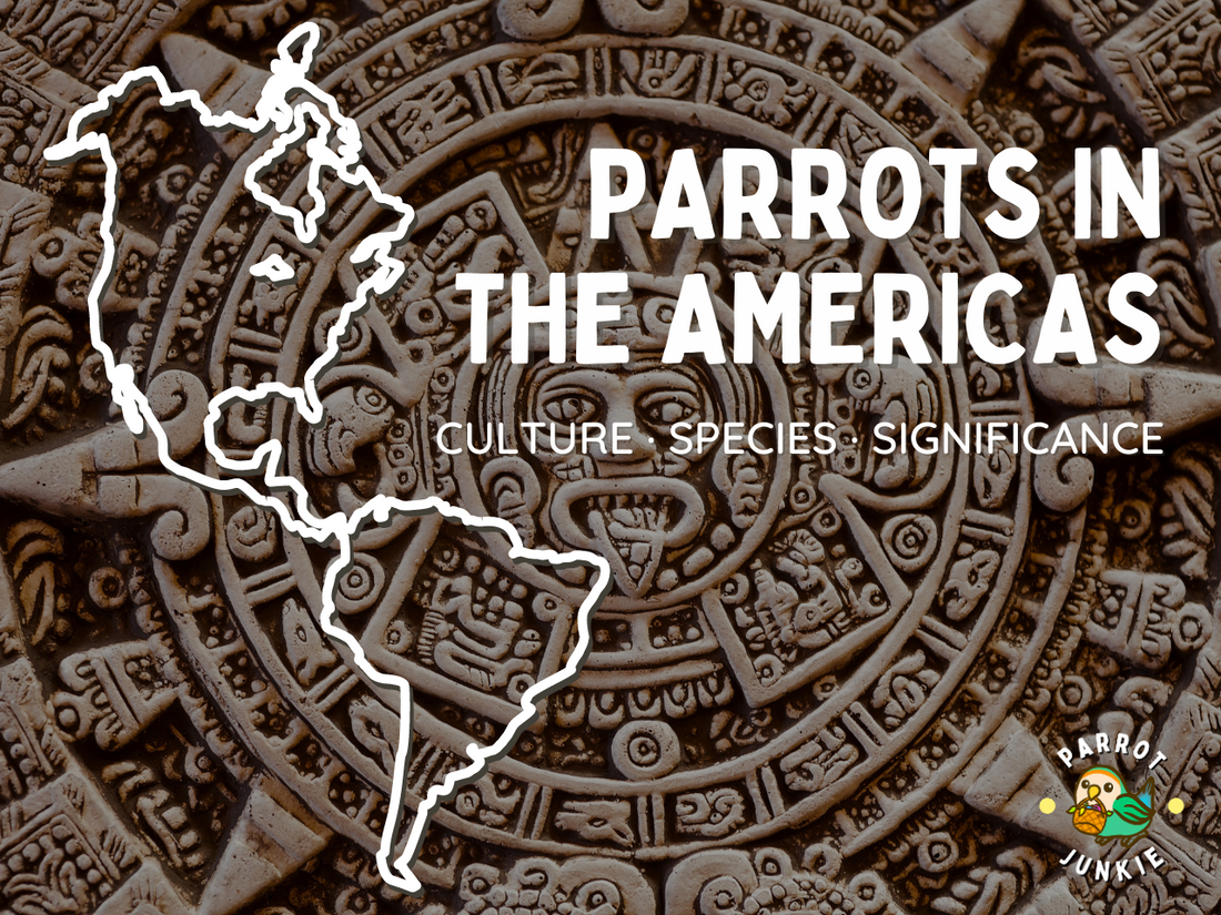 Parrots in The Americas - Culture, Species, Significance