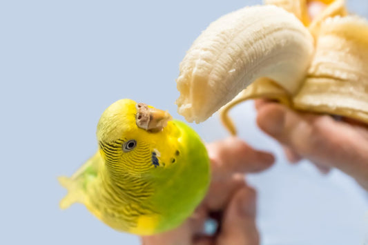 Can Parrots Eat Bananas (Including Peels) – Safe Or Toxic?