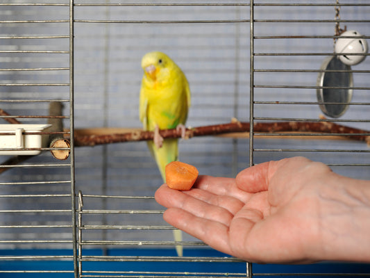 Can Parrots Eat Carrots - Safe or Toxic?