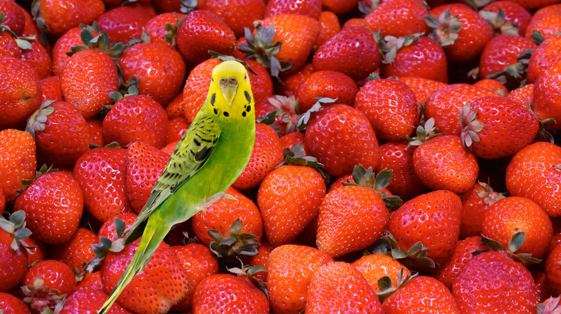 Can Parrots Eat Strawberries (Including Seeds, Flowers, And Leaves) - Safe or Toxic?
