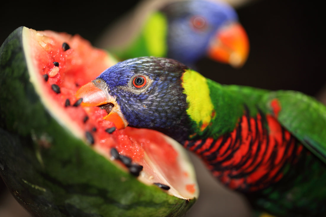 Can Parrots Eat Watermelon (Including Seeds and Rind) - Safe or Toxic?