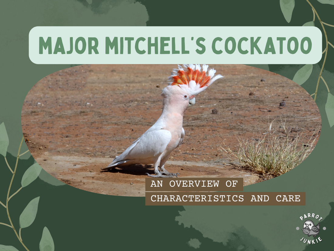 Major Mitchell's Cockatoos - An Overview Of Characteristics And Care