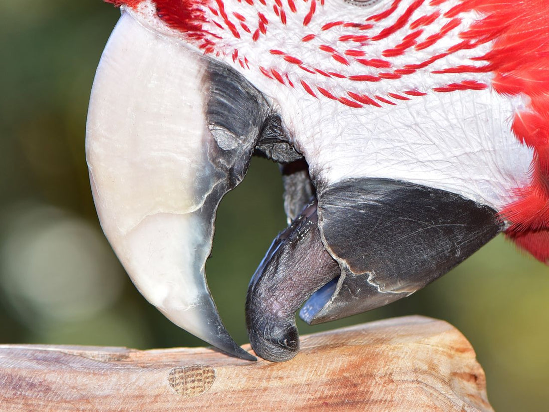 Parrot Beak Anatomy - All You Need To Know (With Pictures!)