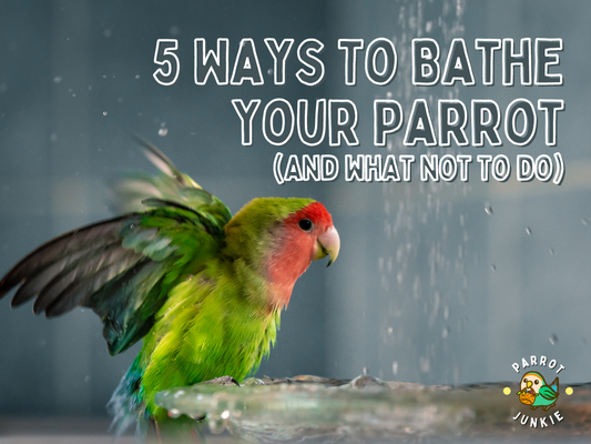 5 Ways To Bathe Your Parrot (and what not to do)