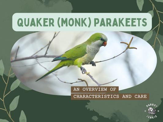 Quaker Parrots: An Overview of Characteristics and Care