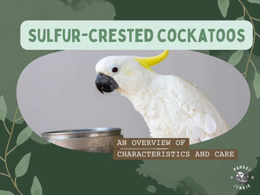 Sulfur-crested Cockatoos: An Overview of Characteristics and Care
