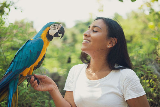 Why Parrots Talk And How To Teach Them