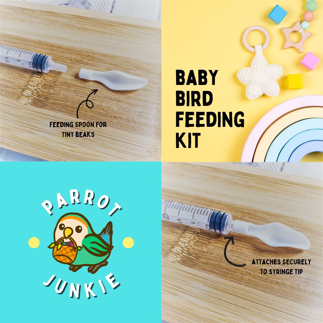 Baby Bird Feeding Kit (Small)