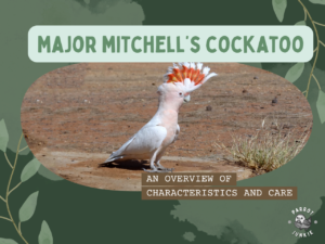 major mitchells cockatoo cover