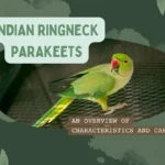 Indian ringneck