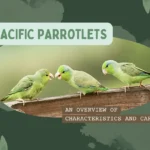 Pacific perrotlet