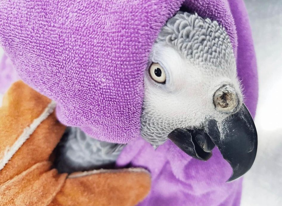 An African grey parrot with a large rhinolith. Image used with permission from Leigh P. (owner of the bird)