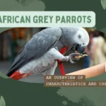 African grey parrot