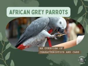 African grey parrot