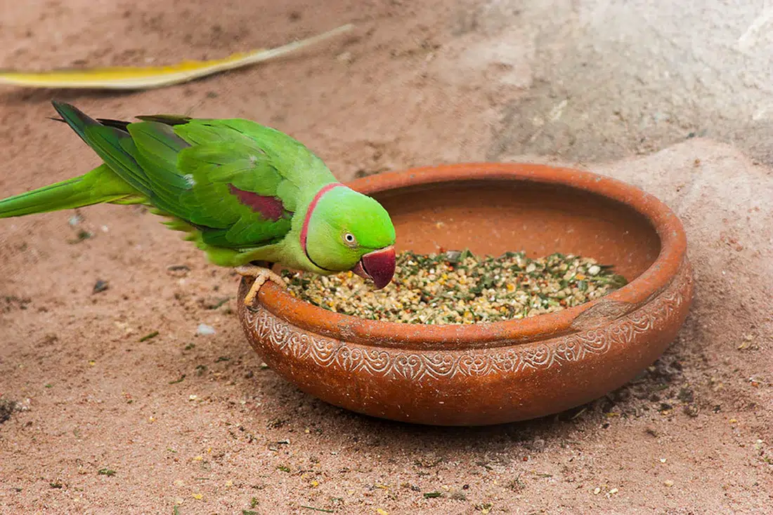 Parrot eating