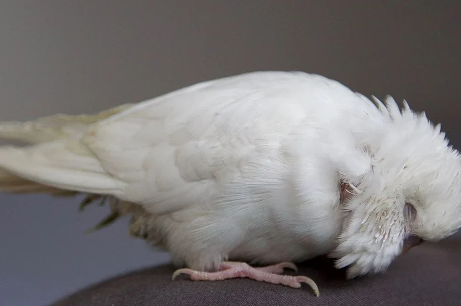Tired budgie