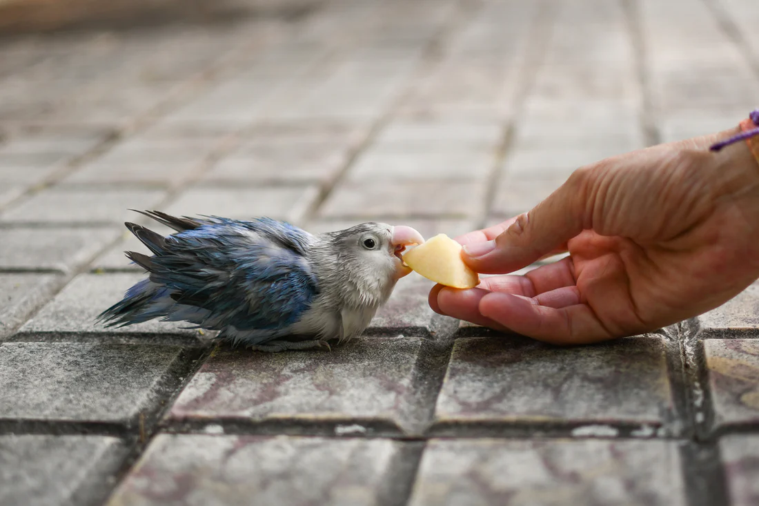 can a dog die from eating apple seeds