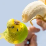 can parrots eat bananas