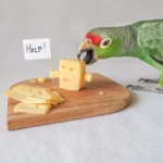 can parrots eat dairy products