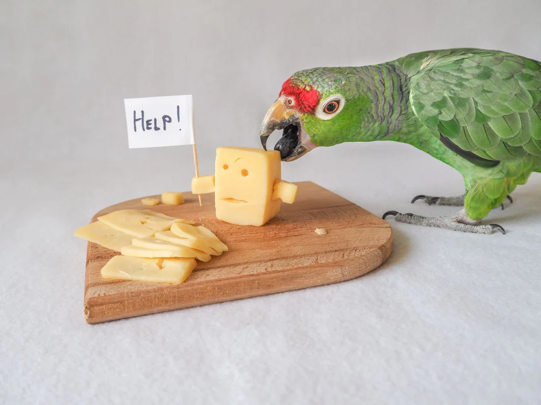 can parrots eat dairy products