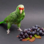 can parrots eat grapes