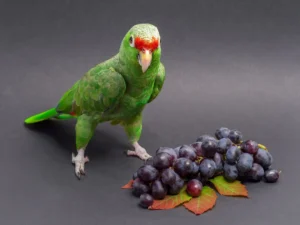 can parrots eat grapes