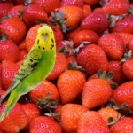 can parrots eat strawberries