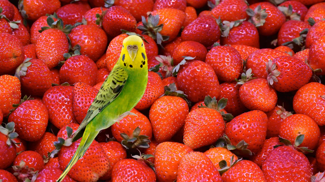 can parrots eat strawberries