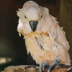 Parrot molting