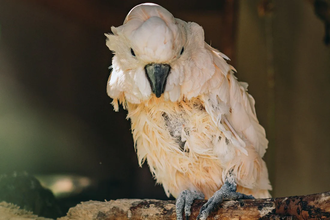 Parrot molting