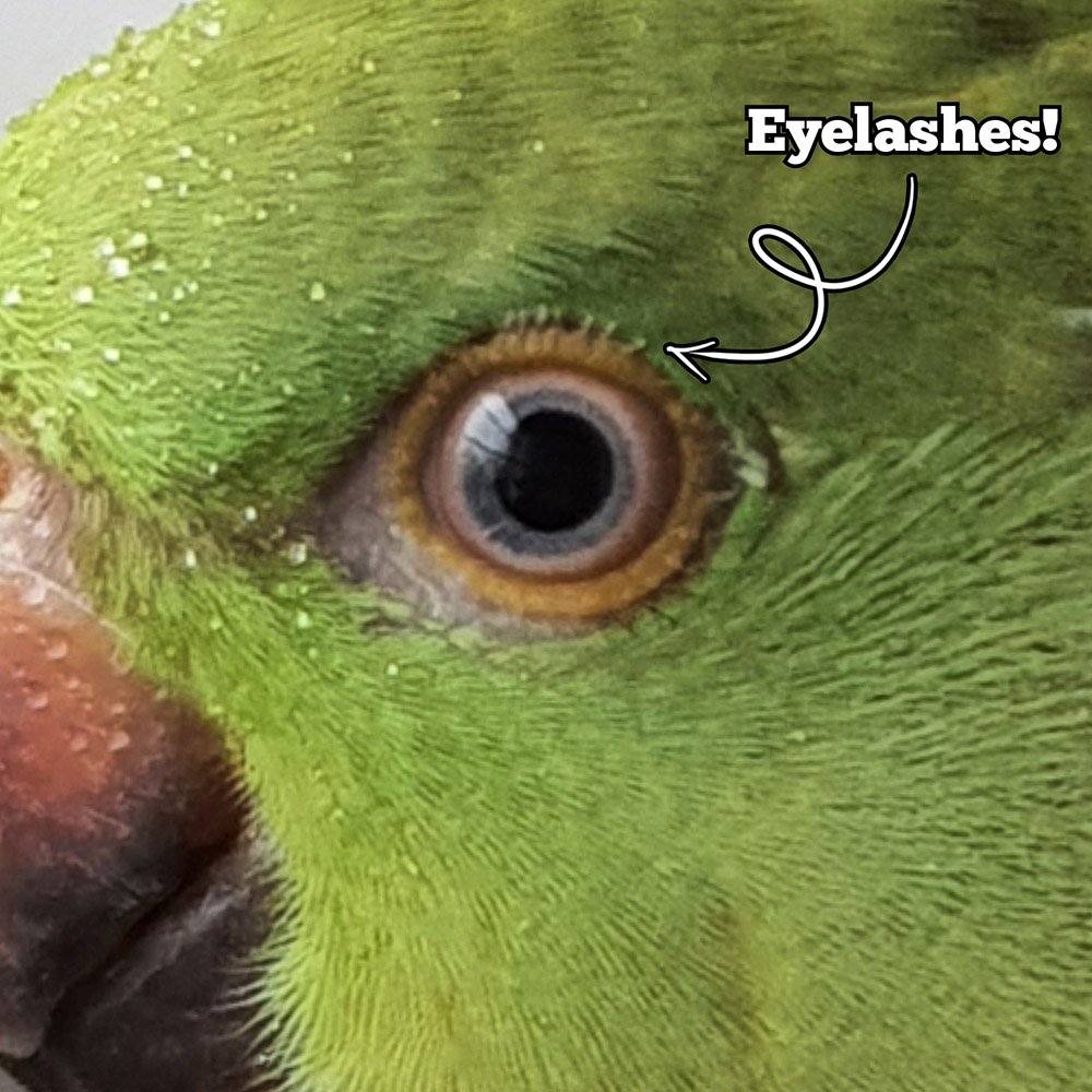Freya eyelashes