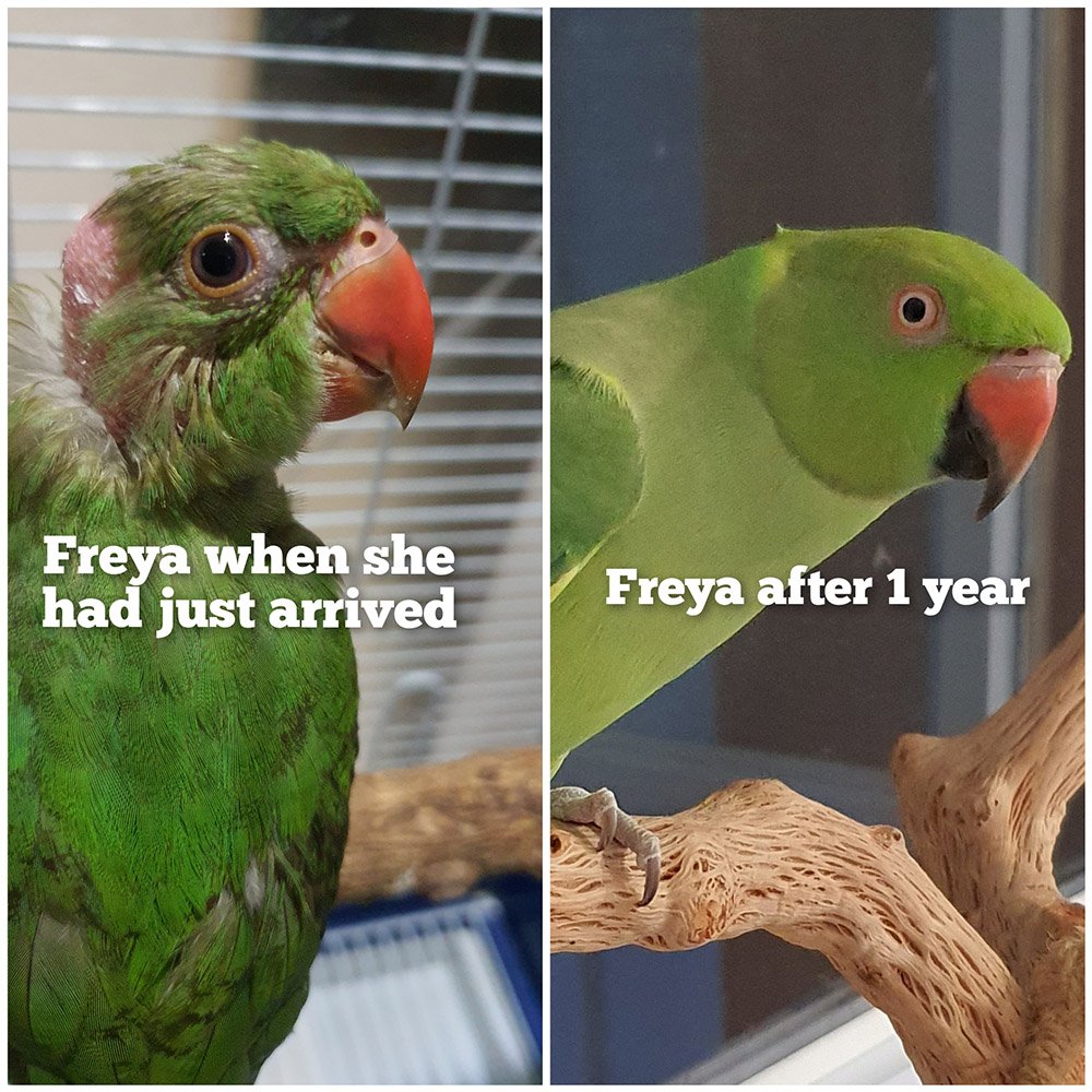 Freya  eyes young and old
