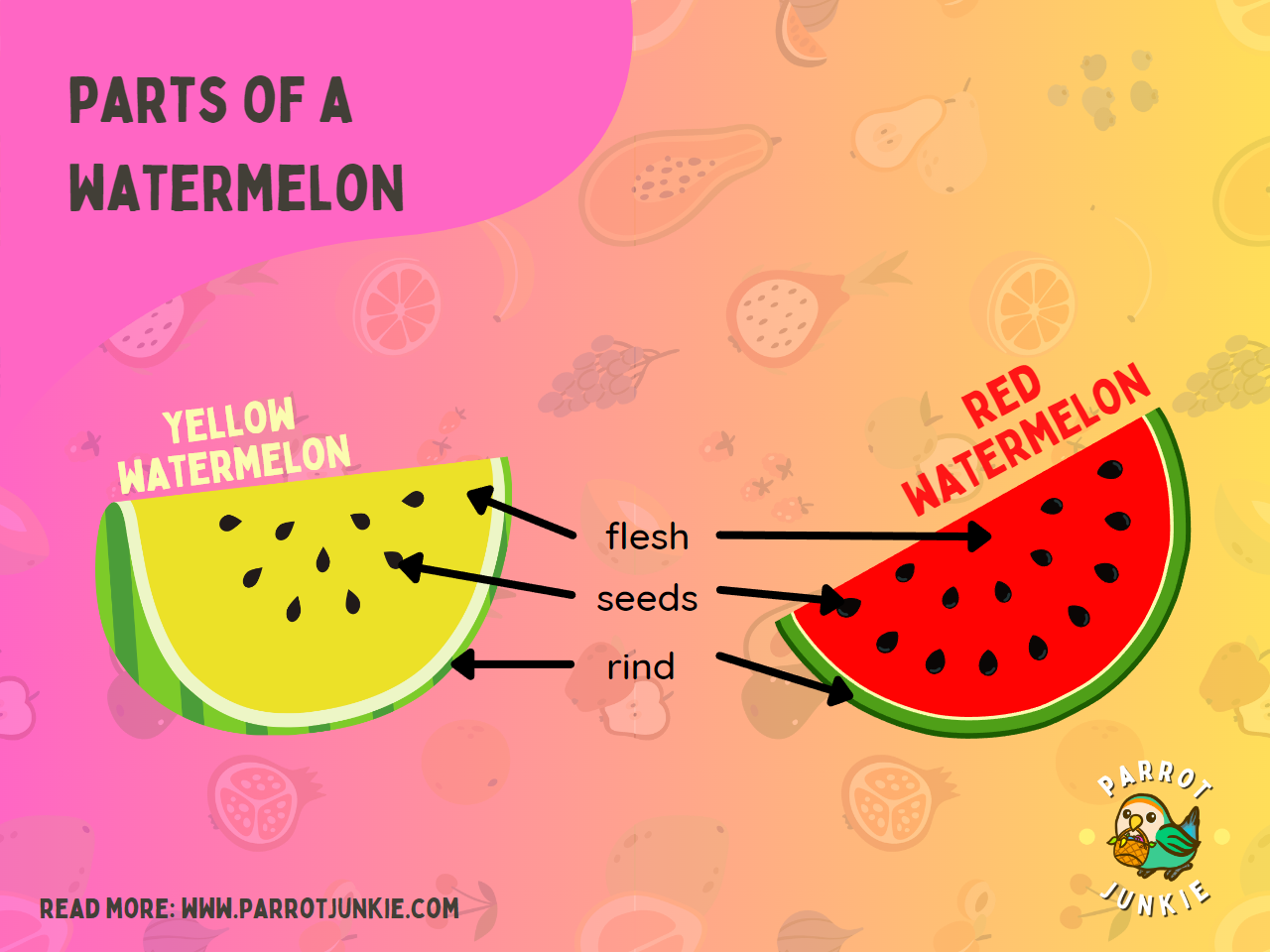 Watermelon Components Can Parrots Eat Watermelon (Including Seeds and Rind) - Safe or Toxic ...