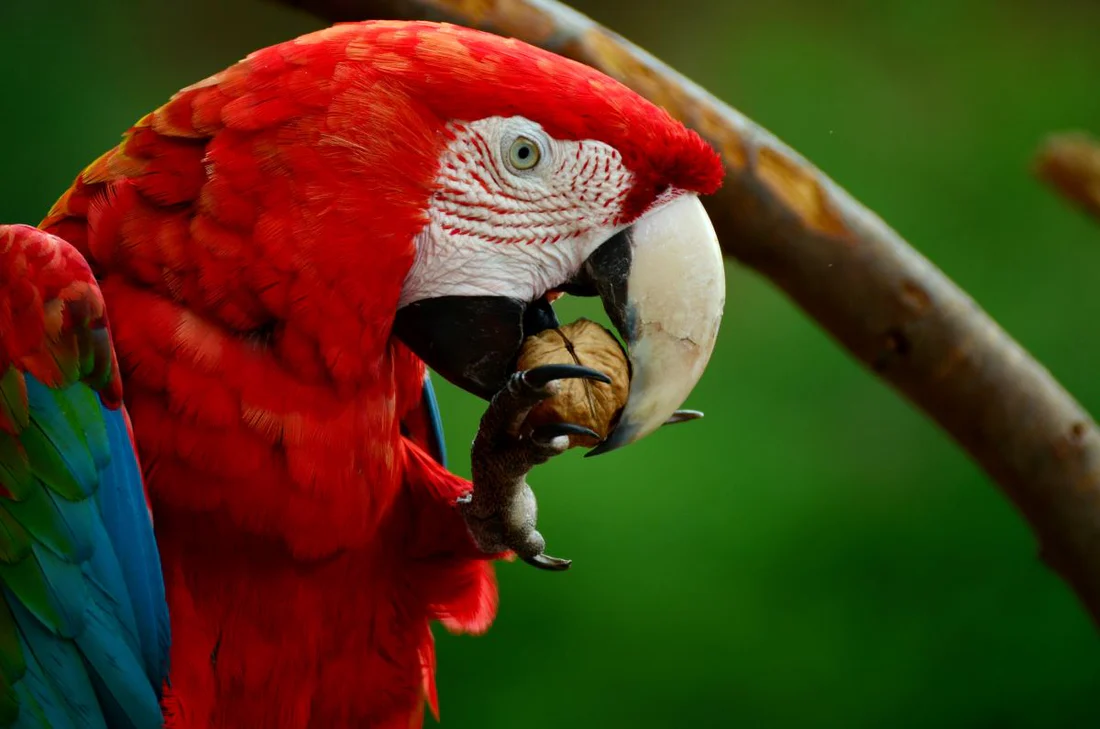 what do parrots eat