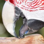 parrot-beak-issues