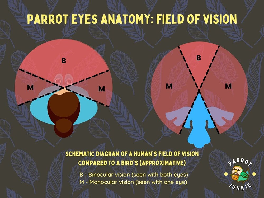 parrot field of vision