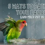 Parrot bathing