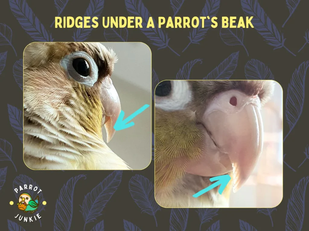 Parrot beak ridges