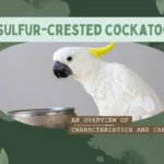 Sulfur crested cockatoo