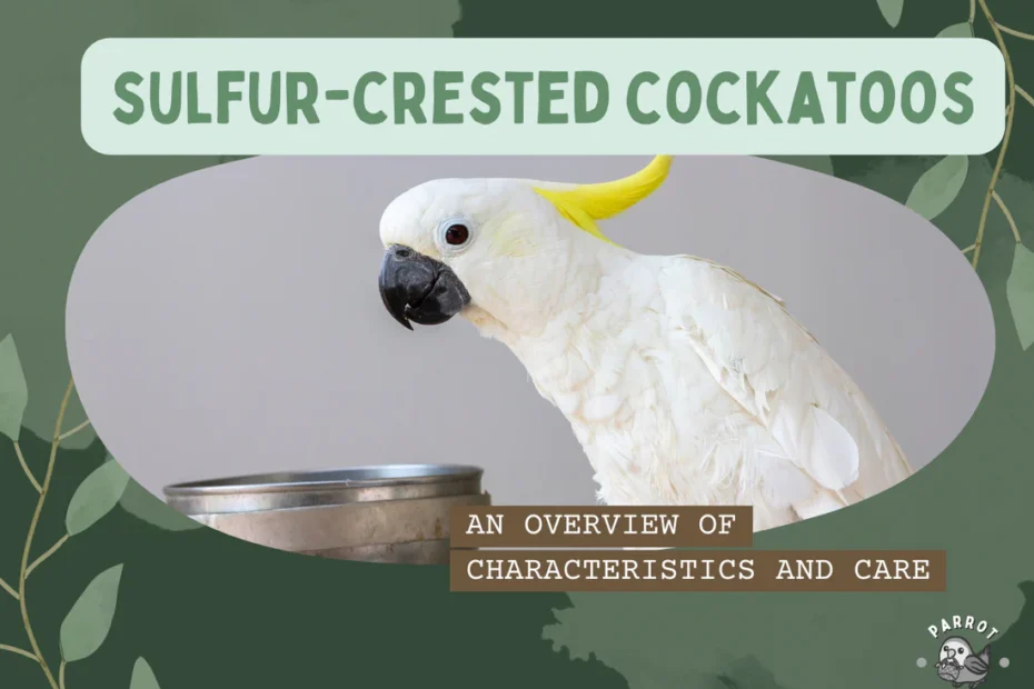 Sulfur crested cockatoo