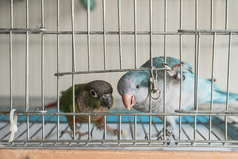 parrots in their cage