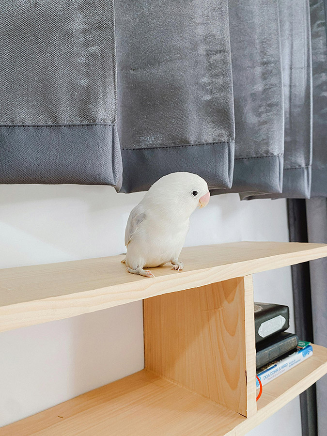 parrot on a shelf