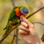 Petting a parrot