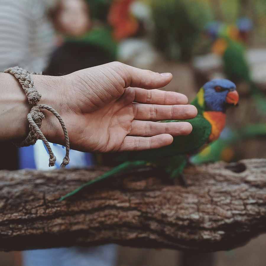 Trying to pet a parrot