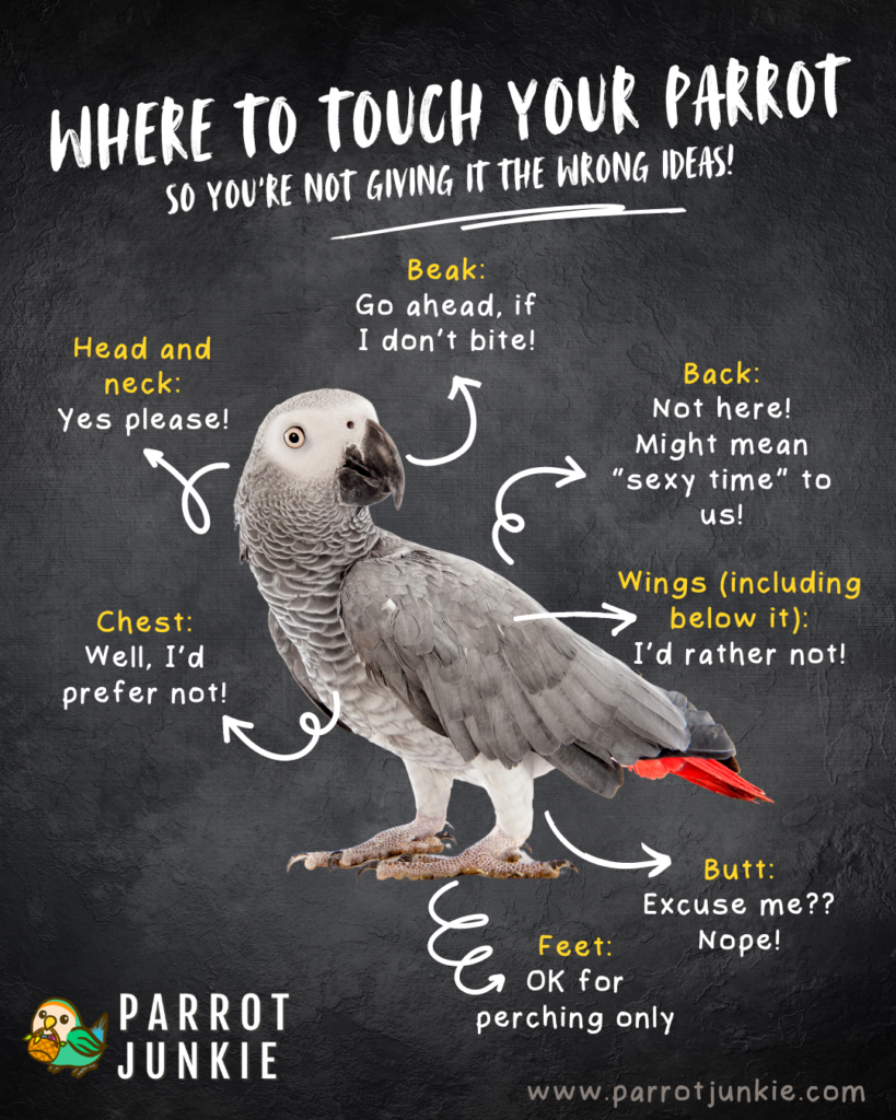 an image showing where to touch a parrot. only the head and neck are allowed, to be safe! all other areas can lead to misunderstandings between you and your bird!